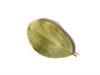 bay leaf - photo/picture definition - bay leaf word and phrase image