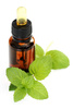 peppermint oil - photo/picture definition - peppermint oil word and phrase image