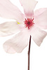 magnolia jane - photo/picture definition - magnolia jane word and phrase image