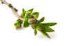 spring buds - photo/picture definition - spring buds word and phrase image