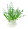 fennel - photo/picture definition - fennel word and phrase image