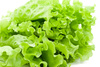 green lettuce - photo/picture definition - green lettuce word and phrase image