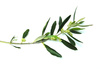 olive branch - photo/picture definition - olive branch word and phrase image