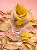 dry leaves - photo/picture definition - dry leaves word and phrase image