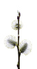 pussy willow - photo/picture definition - pussy willow word and phrase image