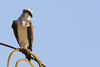sea eagle - photo/picture definition - sea eagle word and phrase image