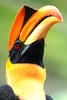 yellow billed hornbill - photo/picture definition - yellow billed hornbill word and phrase image