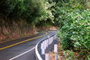 jungle road - photo/picture definition - jungle road word and phrase image