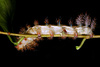 larva - photo/picture definition - larva word and phrase image