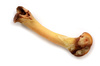 bone - photo/picture definition - bone word and phrase image