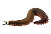 velvet worm - photo/picture definition - velvet worm word and phrase image