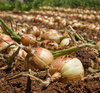 onion harvesting - photo/picture definition - onion harvesting word and phrase image