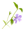 periwinkle - photo/picture definition - periwinkle word and phrase image