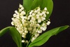 lilies of the valley - photo/picture definition - lilies of the valley word and phrase image