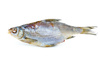 roach fish - photo/picture definition - roach fish word and phrase image