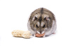dwarf hamster - photo/picture definition - dwarf hamster word and phrase image