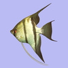 scalar fish - photo/picture definition - scalar fish word and phrase image