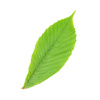 chestnut leaf - photo/picture definition - chestnut leaf word and phrase image
