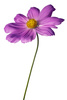 purple cosmos - photo/picture definition - purple cosmos word and phrase image
