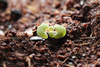 seedling - photo/picture definition - seedling word and phrase image