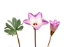 oxalis flower - photo/picture definition - oxalis flower word and phrase image