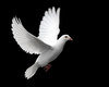 dove - photo/picture definition - dove word and phrase image