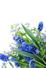 spring flowers - photo/picture definition - spring flowers word and phrase image