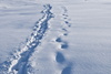 snow traces - photo/picture definition - snow traces word and phrase image