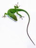 lizard - photo/picture definition - lizard word and phrase image