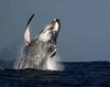 humpback - photo/picture definition - humpback word and phrase image