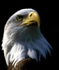 eagle - photo/picture definition - eagle word and phrase image