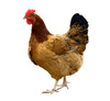 hen - photo/picture definition - hen word and phrase image