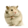 hamster - photo/picture definition - hamster word and phrase image