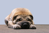 sleeping dog - photo/picture definition - sleeping dog word and phrase image