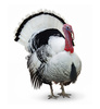 turkey - photo/picture definition - turkey word and phrase image