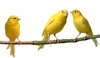 canary - photo/picture definition - canary word and phrase image