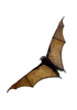 bat - photo/picture definition - bat word and phrase image
