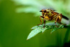 grass fly - photo/picture definition - grass fly word and phrase image