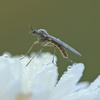 gnat - photo/picture definition - gnat word and phrase image