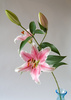 tiger lily - photo/picture definition - tiger lily word and phrase image