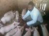 pig breeding - photo/picture definition - pig breeding word and phrase image