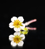 strawberry flower - photo/picture definition - strawberry flower word and phrase image