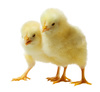 baby chicken - photo/picture definition - baby chicken word and phrase image