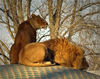 lion - photo/picture definition - lion word and phrase image