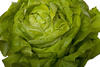 butter lettuce - photo/picture definition - butter lettuce word and phrase image