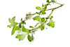 willow branch - photo/picture definition - willow branch word and phrase image