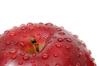 wet apple - photo/picture definition - wet apple word and phrase image