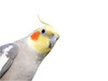 cheeky cockatiel - photo/picture definition - cheeky cockatiel word and phrase image