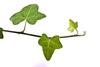 ivy - photo/picture definition - ivy word and phrase image