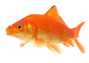 crucian carp - photo/picture definition - crucian carp word and phrase image